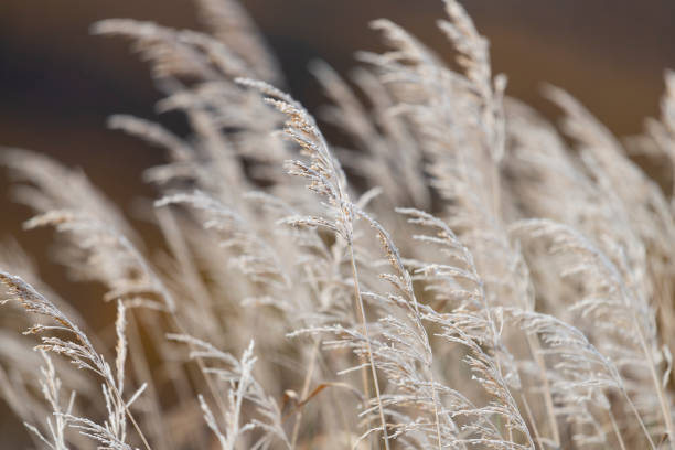 istock First snow, beginning of winter 1186785877