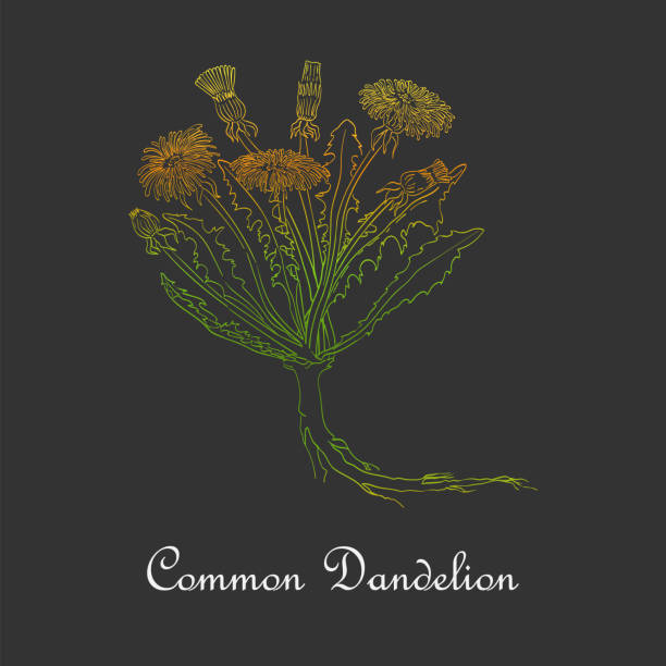 ilustrações de stock, clip art, desenhos animados e ícones de common dandelion herb colored with vibrant gradient - make up make up brush black background cosmetics