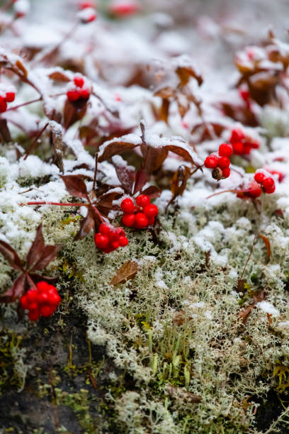 istock First snow, beginning of winter 1186786051