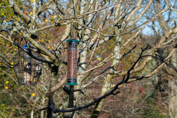 istock A Blue Tit perched near to a full bird feeder 1186786081