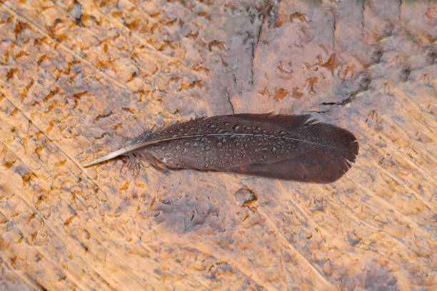 Wet bird feather lies on a wet table.