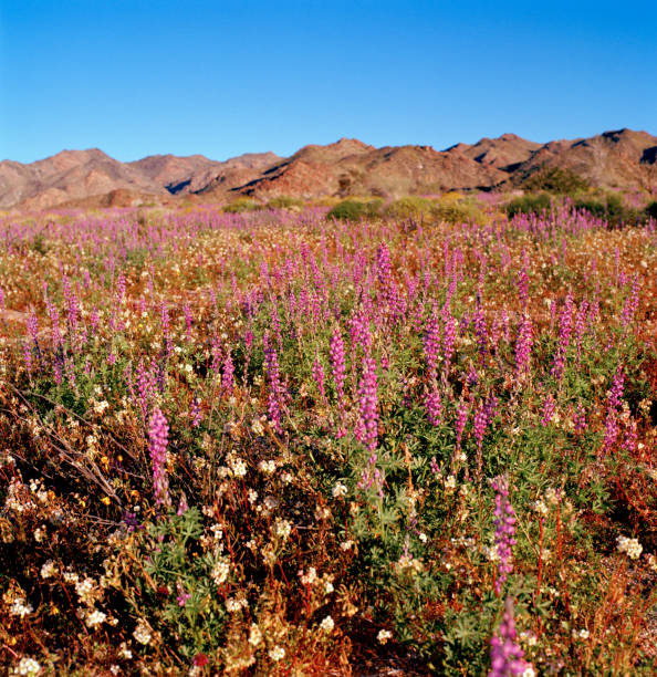 istock Spring Bloom, Wildflowers, California 1186786224
