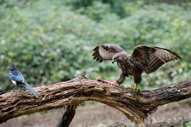 istock Eurasian buzzard and magpie with carrion 1186786252