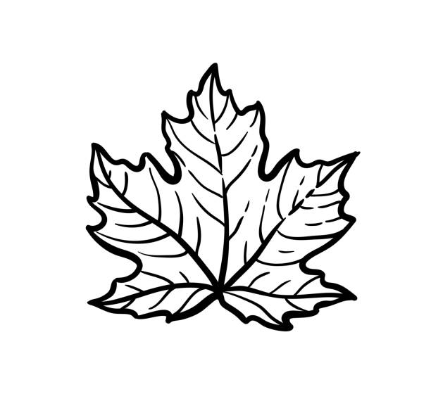 ilustrações, clipart, desenhos animados e ícones de esboço da tinta da folha de bordo. - maple leaf leaf autumn single object