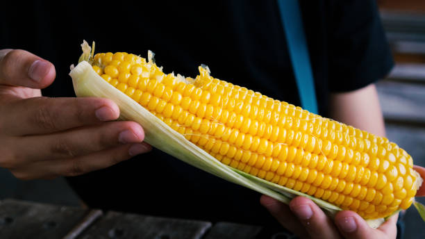 istock boy holding boiled corn in his hand and taken a few bites 1186787196