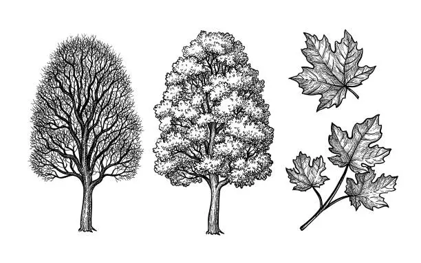 Vector illustration of Winter and summer maple trees.