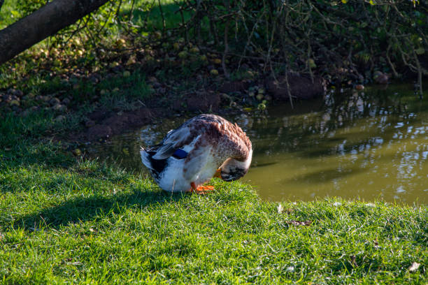 A duck in a meadow in autumn