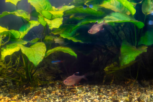 istock Tropical fish in a large aquarium. Natural aquarium representing tropical biotope. 1186790268