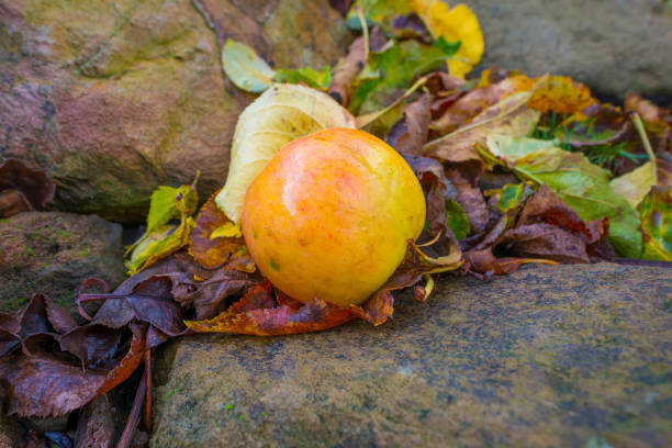 Apple on a rock in a garden in sunlight at fall