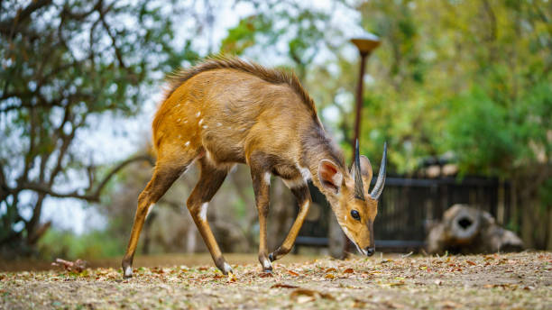 little antelope in kruger national park, mpumalanga, south africa 11 little antelope in kruger national park in mpumalanga in south africa bushbuck photos stock pictures, royalty-free photos & images