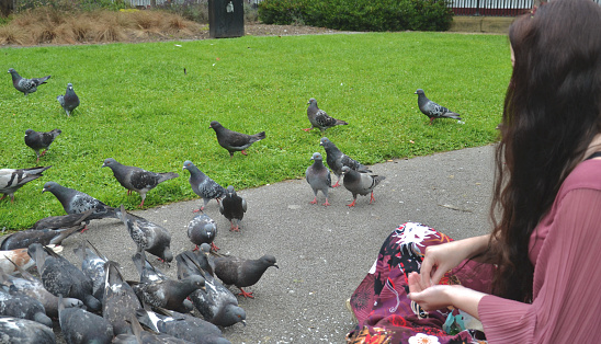 Long haired, brunette lady sits cross legged in a public city park and feeds a flock of feral, wild pigeons