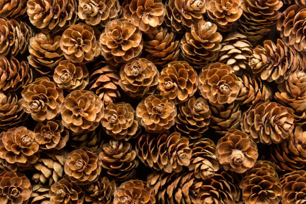 istock Background with many wooden pine cones 1186797262