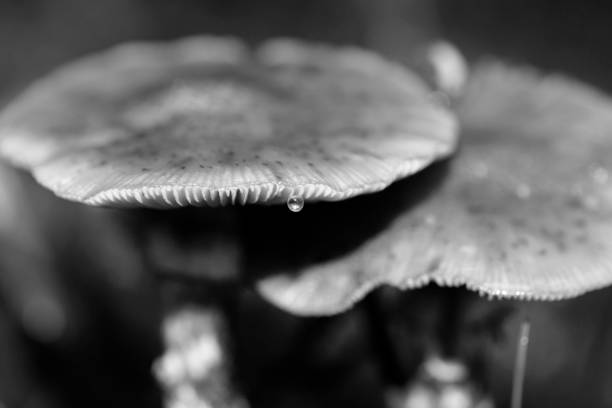 istock Wild mushrooms black and white edit macro background fifty megapixels 1186797904