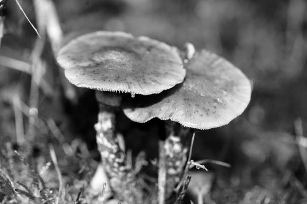 istock Wild mushrooms black and white edit macro background fifty megapixels 1186797910