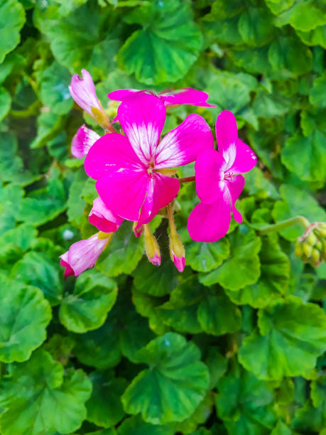 istock Violet Flower Surrounded by Green Plants 1186800564