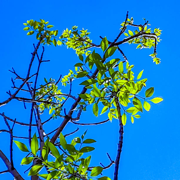 istock Green Leaves and Branches Over Blue Sky Background 1186800573
