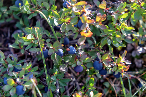 istock Organic blueberry farm 1186803471
