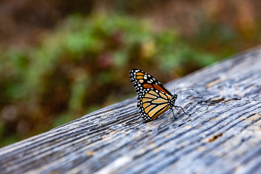 Monarch Butterfly in Natural Bridges State Park in the Early Morning.