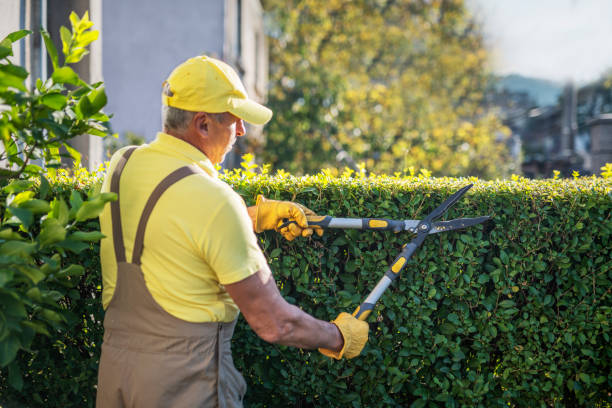 istock Gardener Trimming Hedge In Garden 1186803553