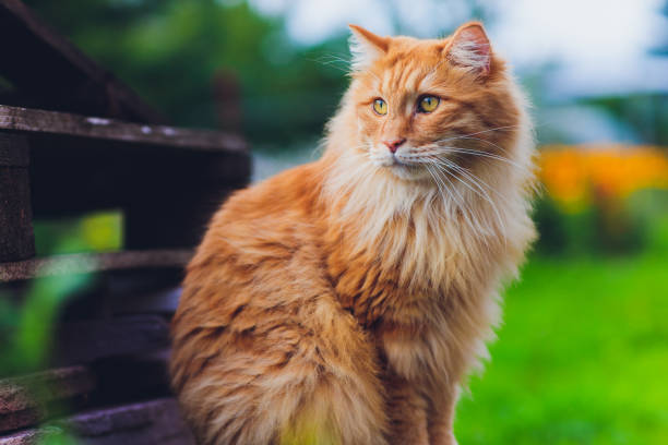istock Red green-eyed cat resting on the green grass. 1186803631