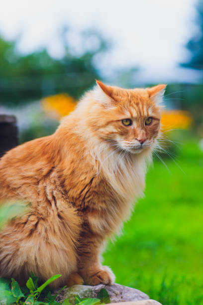 istock Red green-eyed cat resting on the green grass. 1186803637