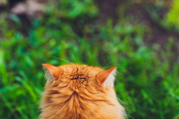 istock Red green-eyed cat resting on the green grass. 1186803668