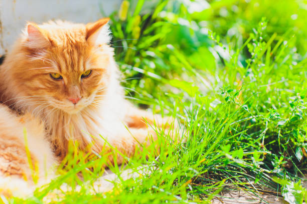 istock Red green-eyed cat resting on the green grass. 1186803673