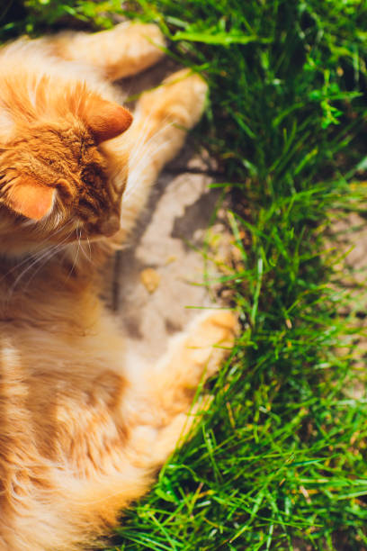 istock Red green-eyed cat resting on the green grass. 1186803676