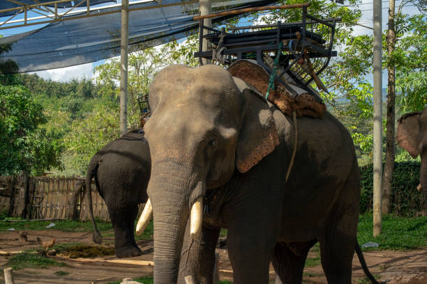 istock Stop to see elephants between Tha Ton and Chiang Rai, Thailand 1186804364