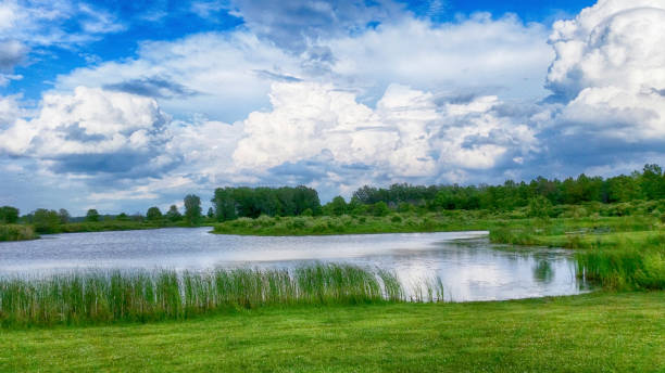 Green cattails line a peaceful lake. There are typical summer clouds in this clean image.