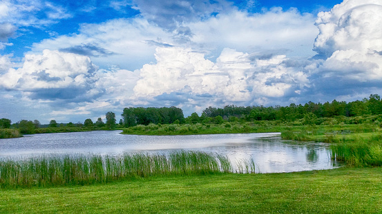Green cattails line a peaceful lake. There are typical summer clouds in this clean image.