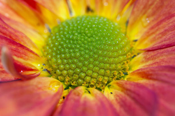 Color Chrysanthemum Flower Isolated on Background.