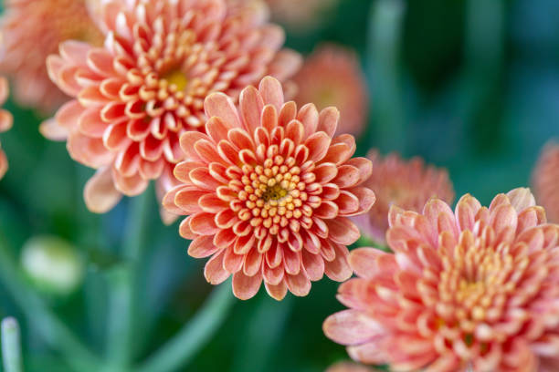 istock Color Chrysanthemum Flower Isolated on Background. 1186806599