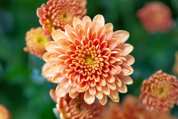 istock Color Chrysanthemum Flower Isolated on Background. 1186807448