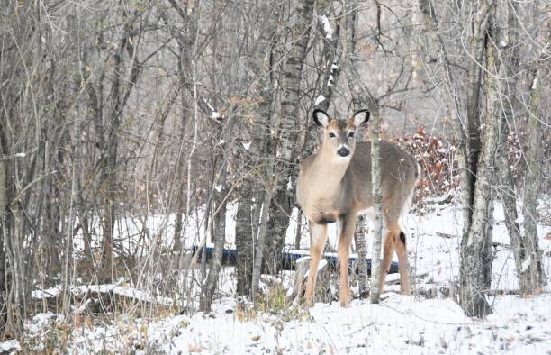 istock Deer in Snowy Woods 1186807483
