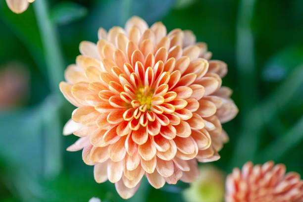 istock Color Chrysanthemum Flower Isolated on Background. 1186807815