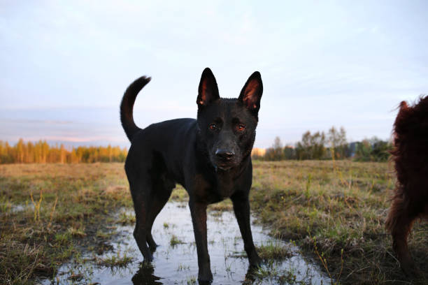 istock Wary Shepherd dog drinking water from puddle in meadow during walk 1186808627