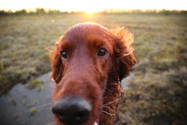 istock Pensive wary Irish Setter dog in meadow during sunset 1186808628