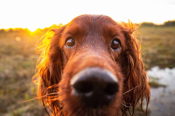 crabot irlandais de setter méfiant pensive dans le pré pendant le coucher du soleil - pets grass scenics dog photos et images de collection