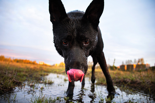 From below adult wet black Shepherd dog looking at camera with curiosity while standing on lawn and drinking water from puddle against blurred scenery of countryside in evening