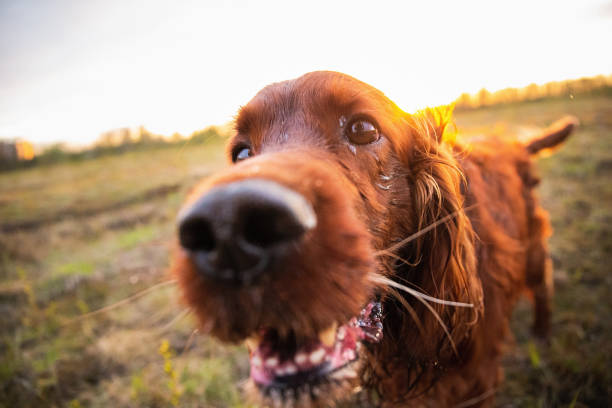istock Pensive wary Irish Setter dog in meadow during sunset 1186808639
