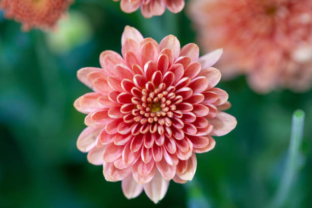 istock Color Chrysanthemum Flower Isolated on Background. 1186808663