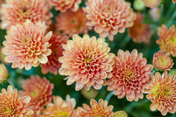 istock Color Chrysanthemum Flower Isolated on Background. 1186808689