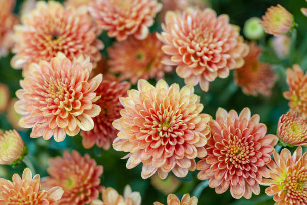 istock Color Chrysanthemum Flower Isolated on Background. 1186808888