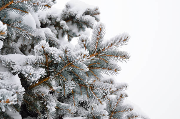 istock Pine needles covered with frost in the winter woods 1186809063