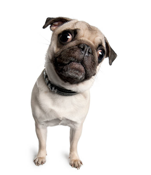 istock Pug standing in front of white background 118681487