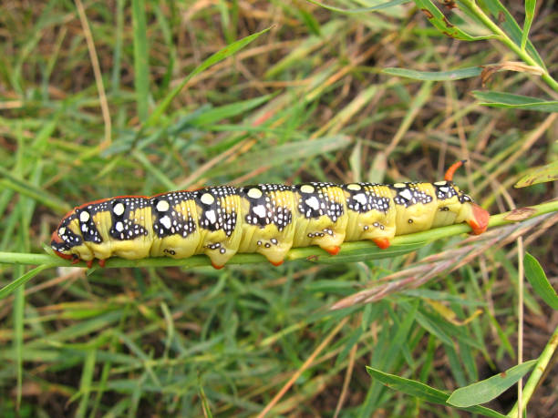 istock large bright poisonous caterpillar insect pest crawling on the grass 1186815222