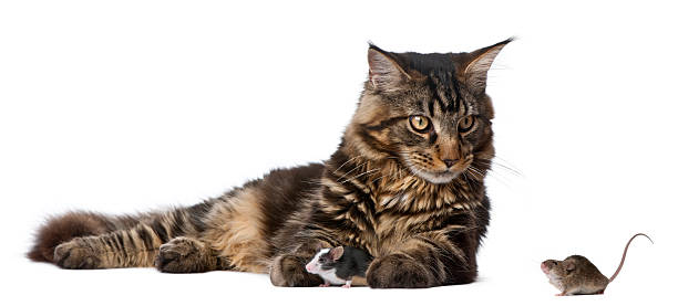 istock Maine Coon and mice in front of white background 118681641