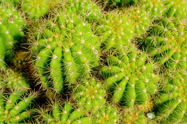 istock close up selective cute cactus green leaf color above or top view background texture tropical plant with beautiful pattern of many thorns for modern style home decoration idea with copy space 1186817293