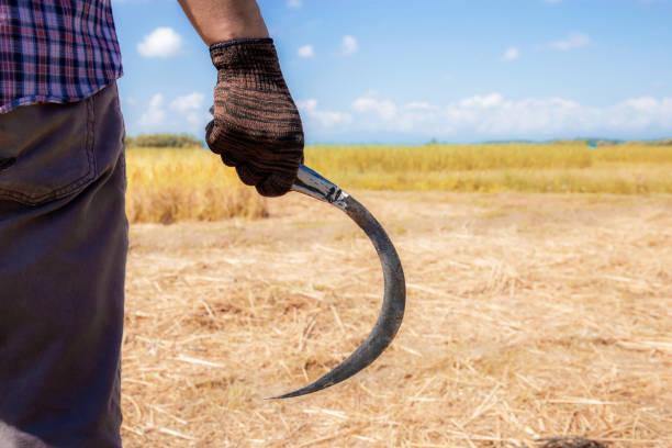 Old fashioned tools for harvesting lavender